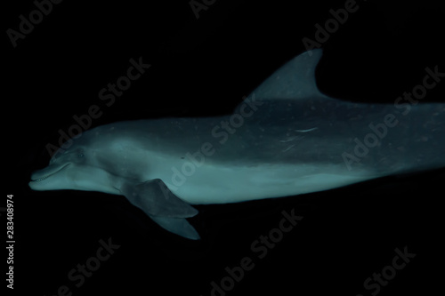 Dolphin swimming with divers in the Red Sea  Eilat Israel