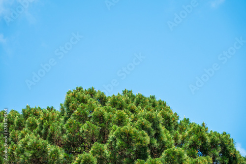 Crown of lush green pine tree with long needles on a background of blue sky. © Dmitrii Potashkin