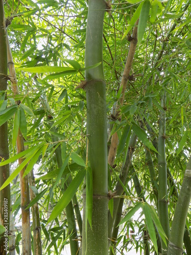 Fototapeta Naklejka Na Ścianę i Meble -  Bambu