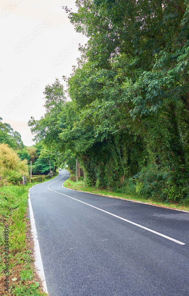 Road covered with trees and vegetation in Galicia, Northern Spain