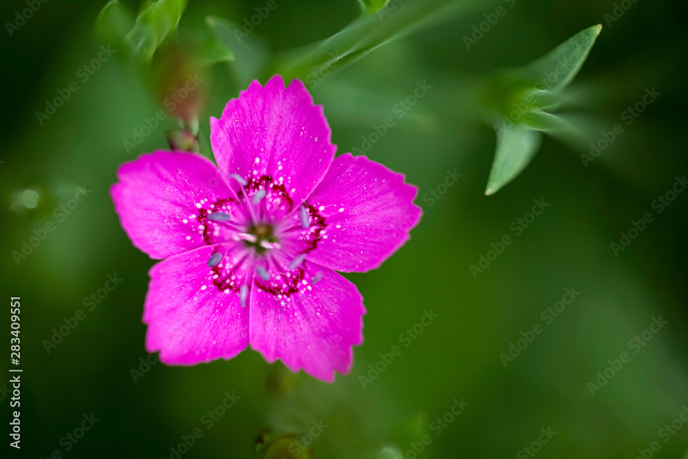 Dianthus Deltoides single pink flower close up