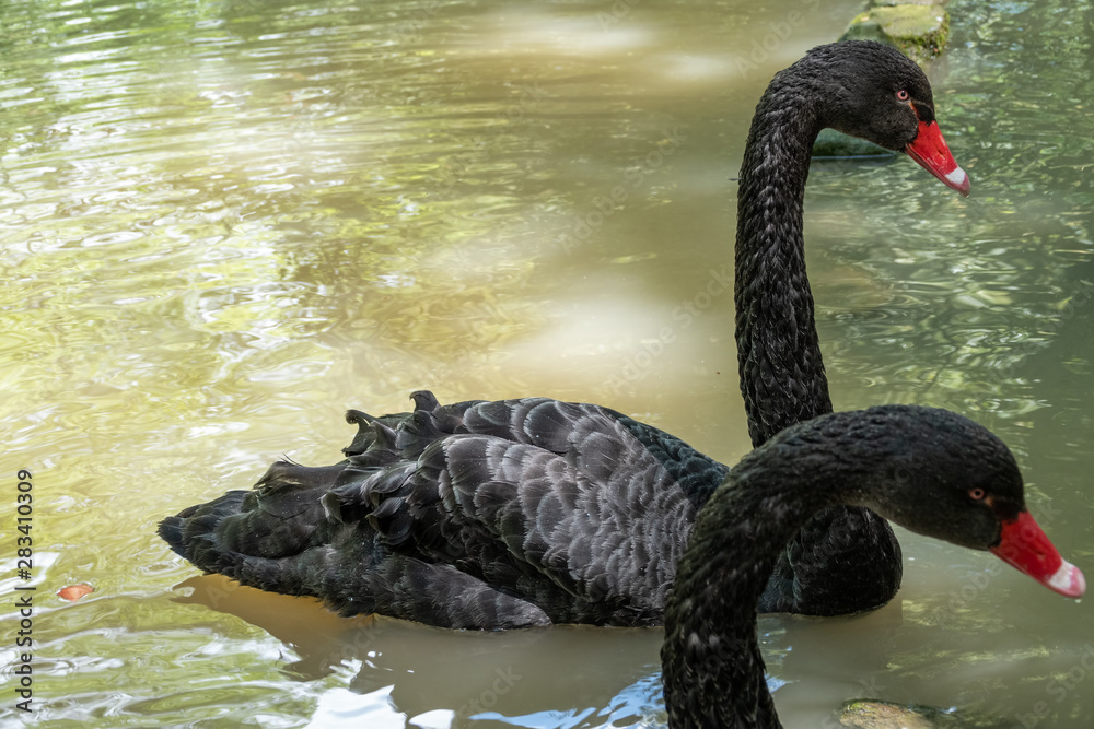 Fototapeta premium A black swan with a red beak is swimming in a pond. Cygnus atratus
