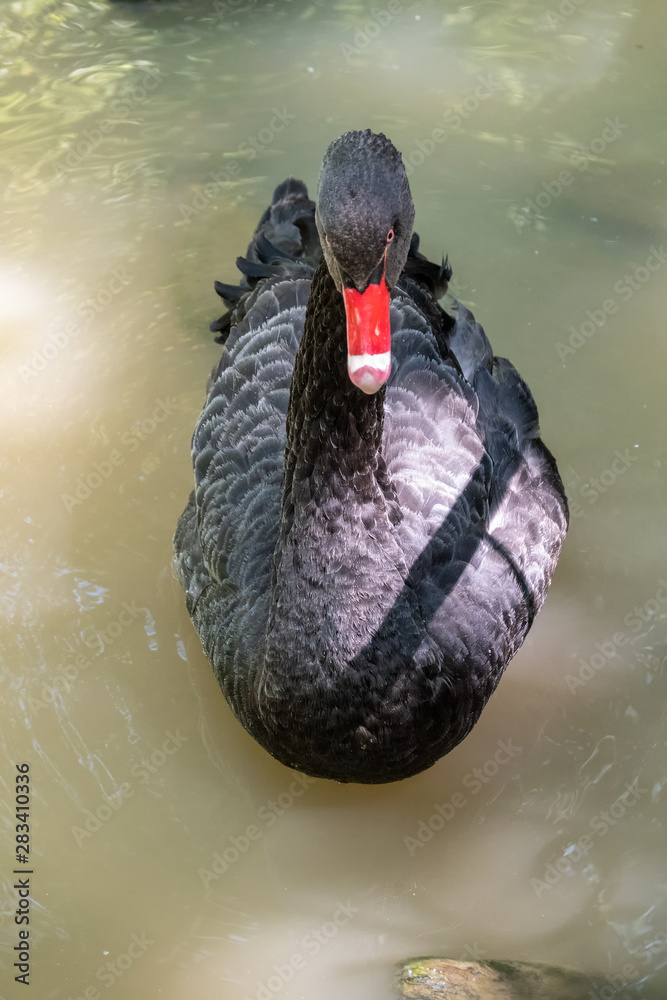 Fototapeta premium A black swan with a red beak is swimming in a pond. Cygnus atratus