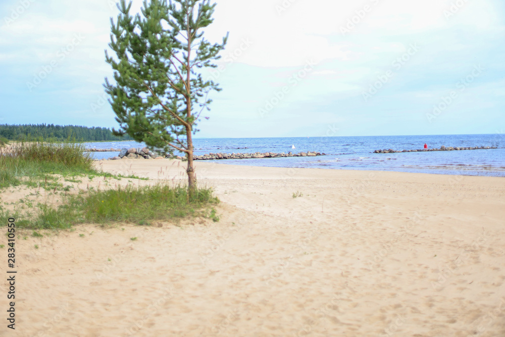 beach with palm trees