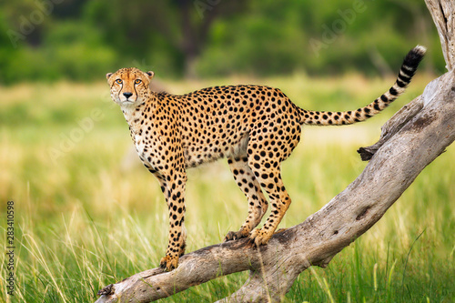 Cheetah Staredown