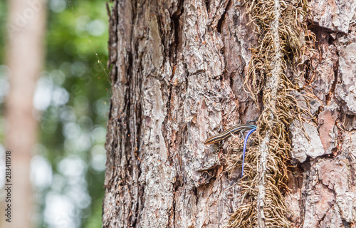 Five Lined Blue Tail Skink or Plestiodon Fasciatus:  Five Lined Blue Tail Skink or Plestiodon Fasciatus on a pine tree in Coatopa, Alabama.  photo