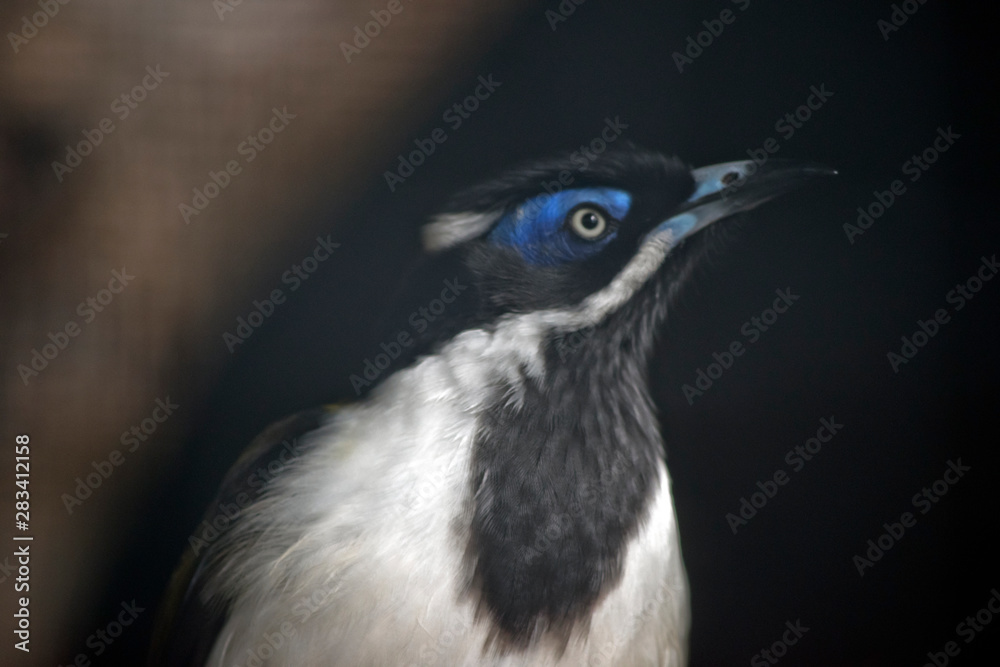 the blue faced honey eater the blue faced honey eater