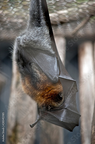the fruit bat is resting