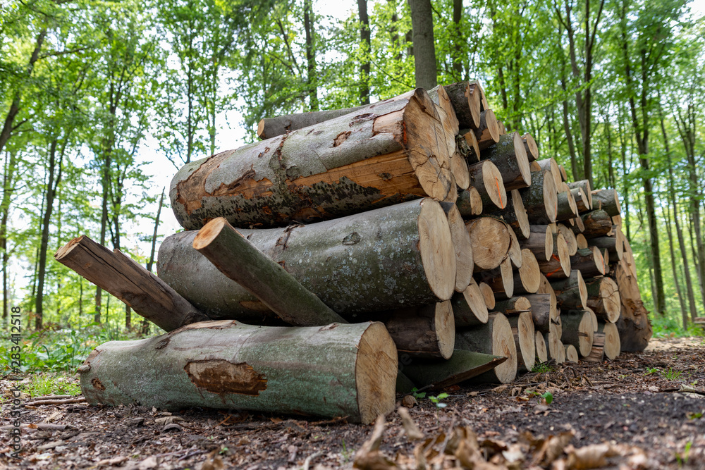 A pile of wood by a forest road. Wood prepared for export from the forest. A pile of wood by a forest road. Wood prepared for export from the forest.