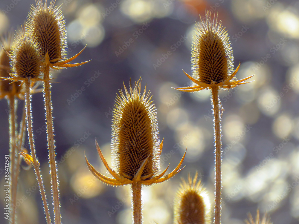 Obraz premium Teasing Kind