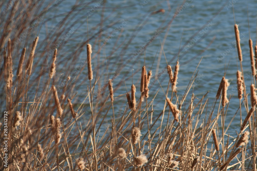 Fototapeta Grass and Lake