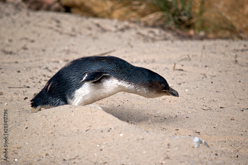 this is a side view of a fairy penguin