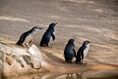 the fairy penguins are at the waters edge