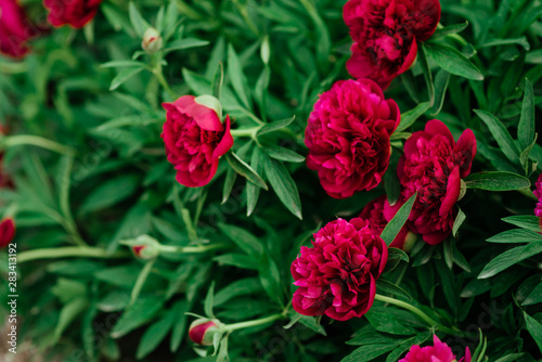 Red peonies in the garden. Blooming red peony.