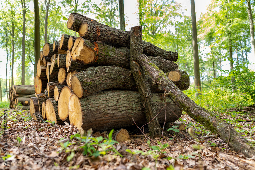 A pile of wood by a forest road. Wood prepared for export from the forest. A pile of wood by a forest road. Wood prepared for export from the forest.