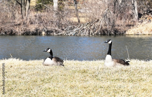 Two Canada Geese