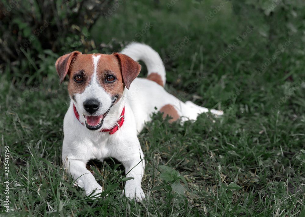 Purebred cute dog Jack Russell Terrier lying on a green lawn. Happy resting pet. Front side Purebred cute dog Jack Russell Terrier lying on a green lawn. Happy resting pet. Front side