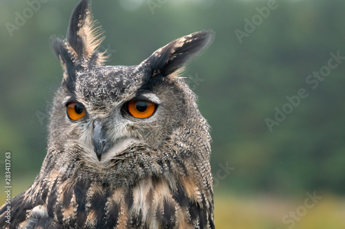 Eurasian Eagle Owl - looking to the left