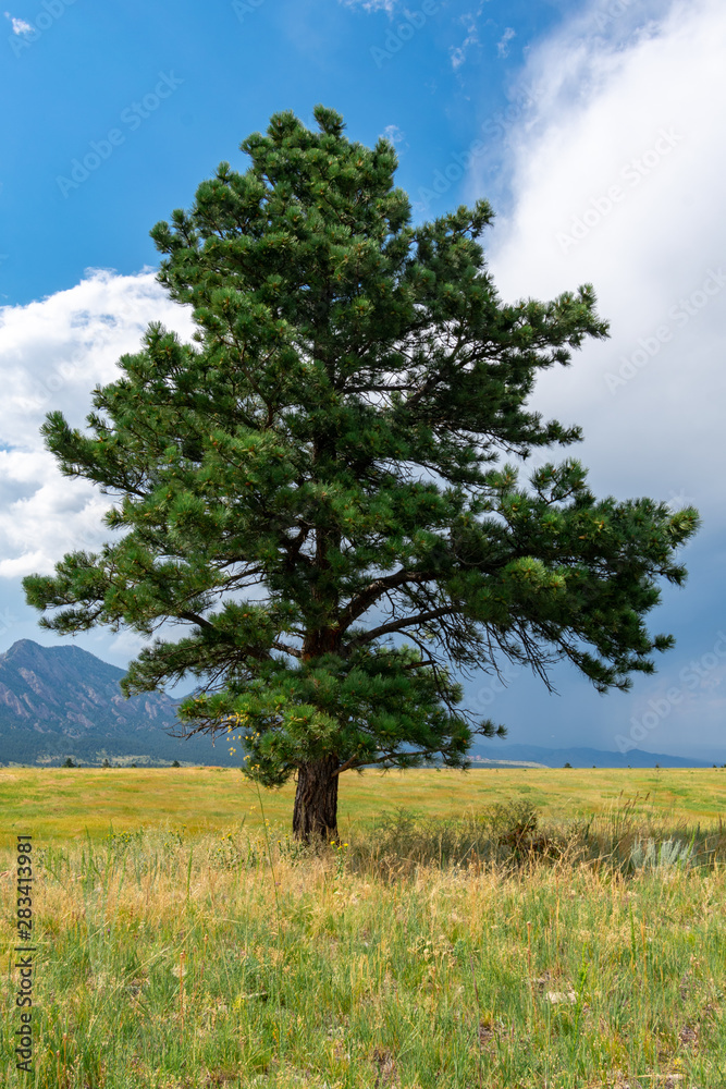 Tree isolated and alone in a field with mountains in background v2 Tree isolated and alone in a field with mountains in background v2