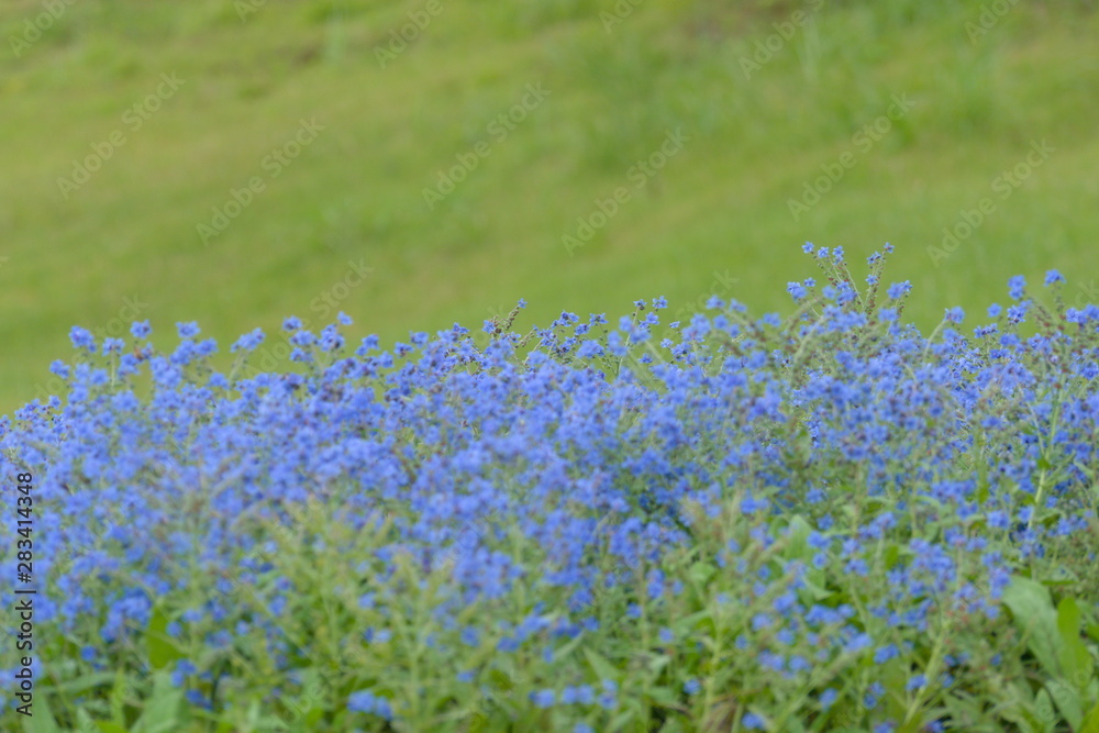 Obraz premium field of blue flowers
