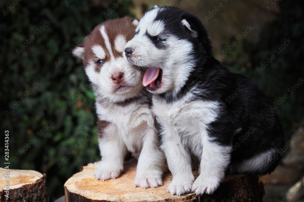 Newborn Siberian husky kissing .Puppy Siberian husky.Siberian husky copper color