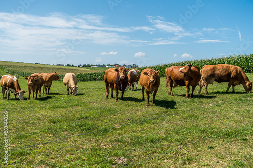 Kühe auf der Weide © focus finder