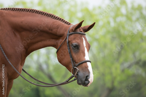 Canvas-taulu Hunter Horse
