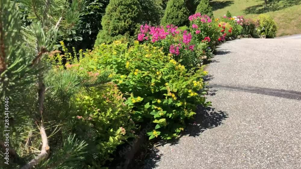 Traveling sur plante dans allée