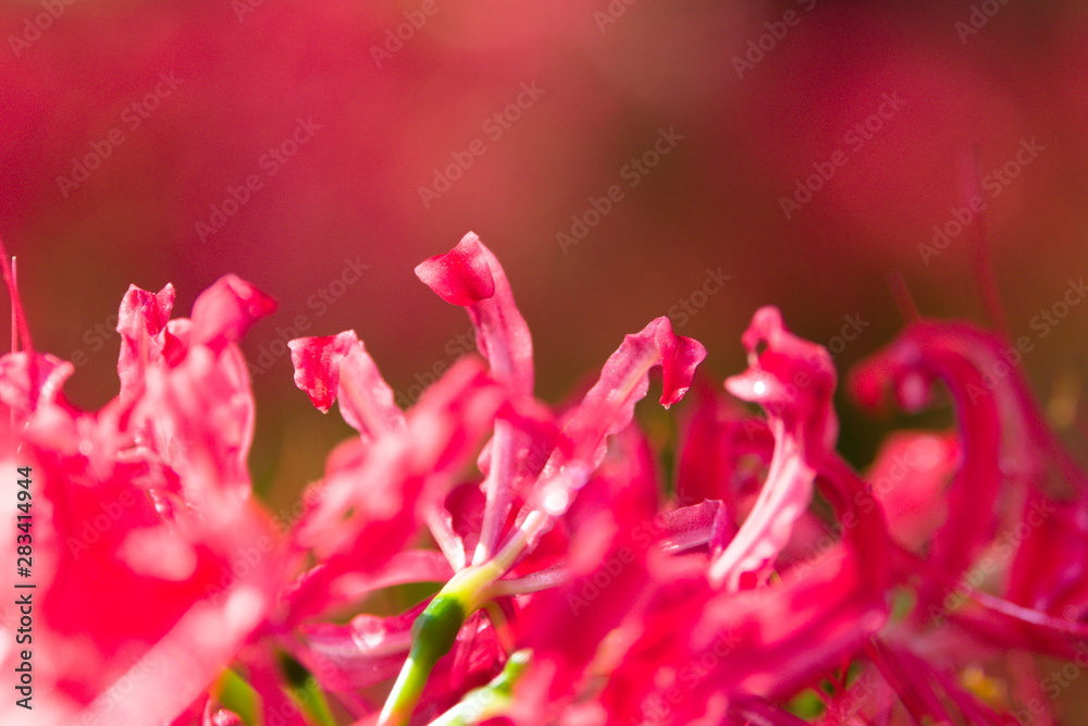 closeup of red flower