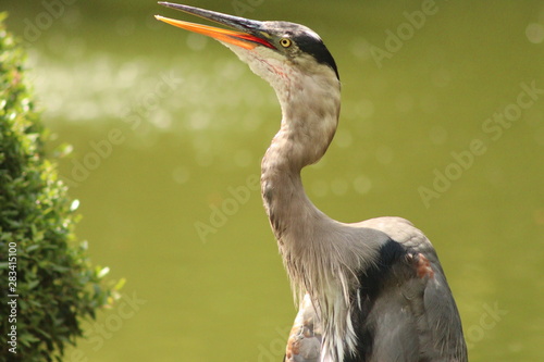 Foto great blue heron beak open