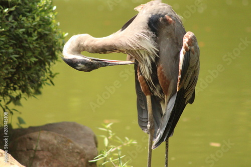 Foto great blue heron cleaning