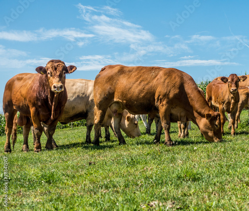 Kühe auf der Weide © focus finder