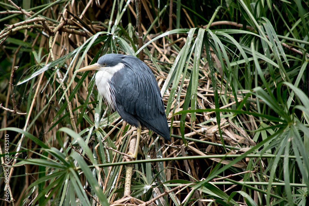 Fototapeta premium side view of a pied heron resting in the long grass