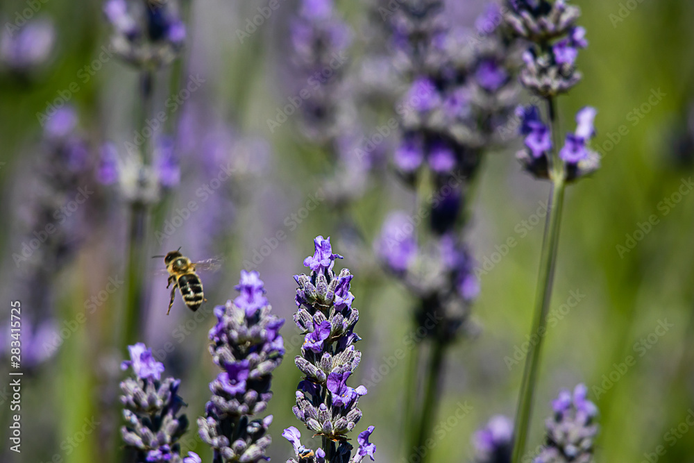 close up of glowing lavender flower twigs with a honey bee close up of glowing lavender flower twigs with a honey bee
