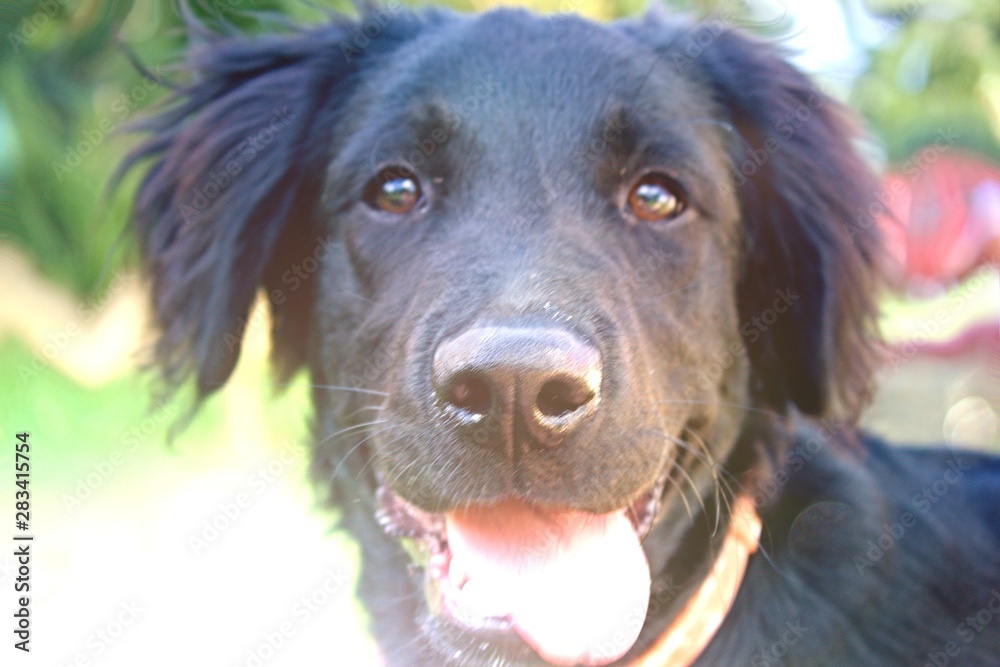 Black Dog Portrait - Labrador hybrid and retriever.Puppy 5 months old Labrador is looking into the lens. Black Dog Portrait - Labrador hybrid and retriever.Puppy 5 months old Labrador is looking into the lens.