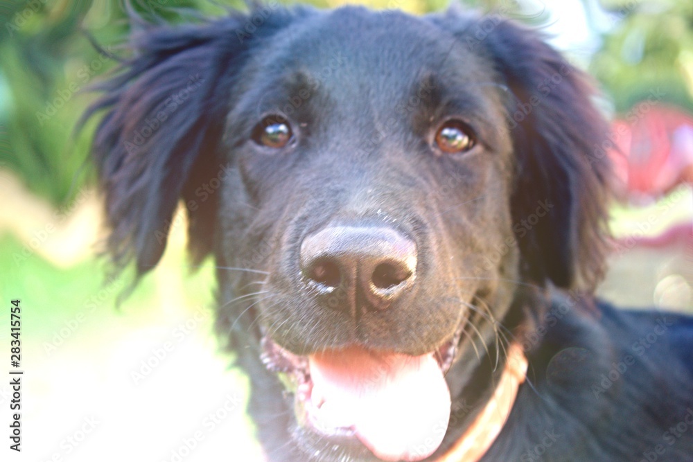 Black Dog Portrait - Labrador hybrid and retriever.Puppy 5 months old Labrador is looking into the lens.