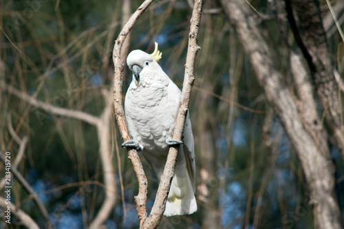 the sulphur crested cockatoo is resting in a tree photo