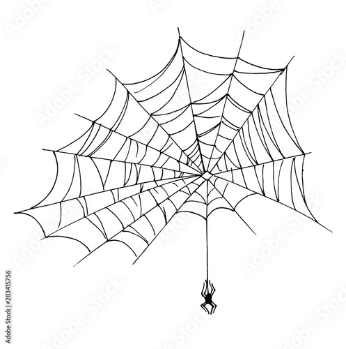 Sketch of spider web. Hand drawn outline with transperent background