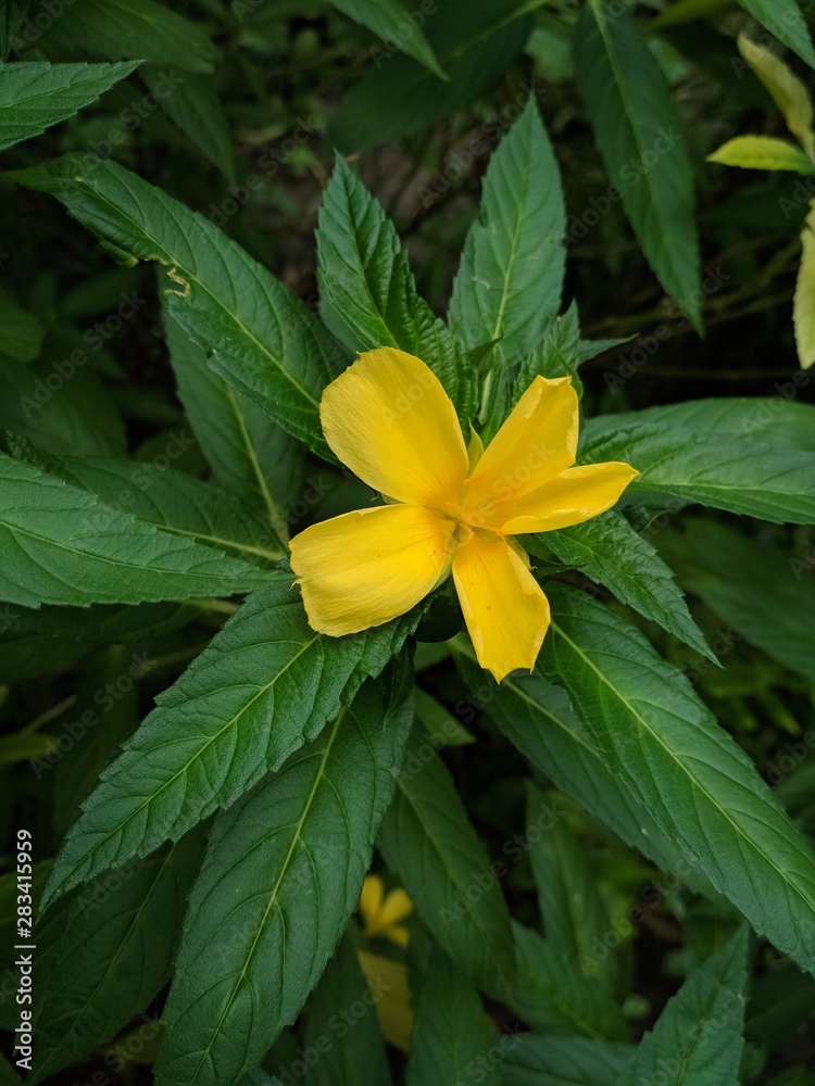 Obraz premium yellow flower in garden