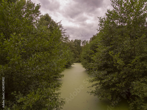 gloomy pond overgrown with duckweed with trees