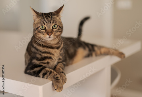 Fototapeta Naklejka Na Ścianę i Meble -  Beautiful short hair cat lying on white table at home