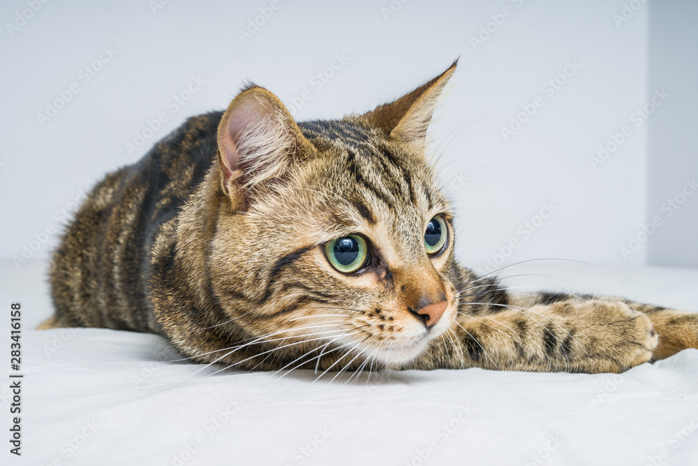 Beautiful short hair cat lying on the bed at home