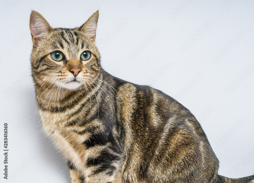 Fototapeta premium Beautiful short hair cat lying on the bed at home