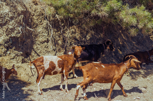 A goat trail in the mountains of Rhodes  Greece