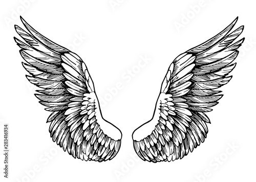 Sketch of wings. Hand drawn illustration converted to vector