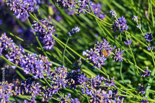 close up of aromatic purple lavendeer sprigs  and a honey bee with background leaves photo