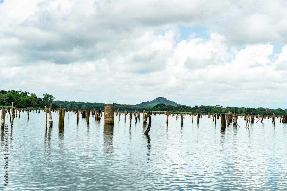 Sunken Forest Panama Gatun Lake 8