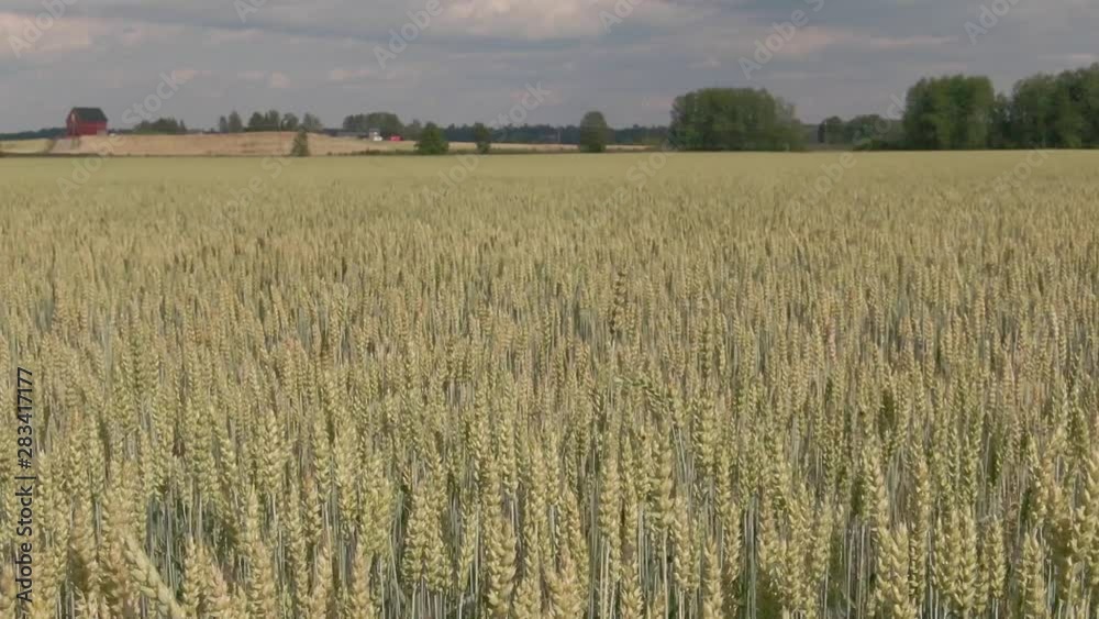 Slow Motion. Moving straws of agriculture dry grain fields. Farm plant. Slow Motion. Moving straws of agriculture dry grain fields. Farm plant.