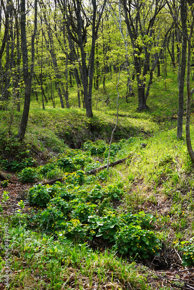 Deep green ravine in a dense forest
