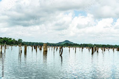 Sunken Forest Panama Gatun Lake 8